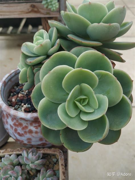 多内植物|多肉植物（植物的一个种类）